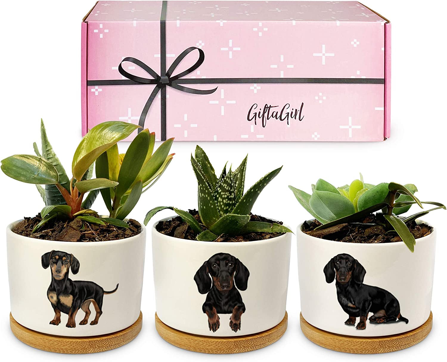 Dachshund Gifts for Women - Perfect for Birthday or Christmas, Our Weiner Dog Succulent Planters Are Unforgettable Daschund Gifts for Women and Arrive Beautifully Gift Boxed for Christmas
